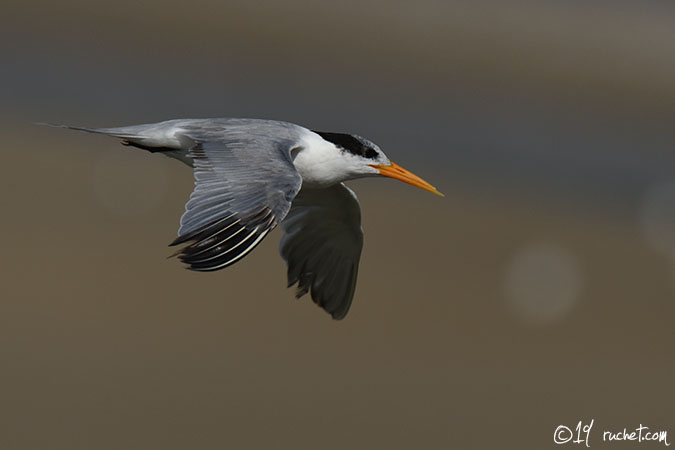Sterne voyageuse - Thalasseus bengalensis