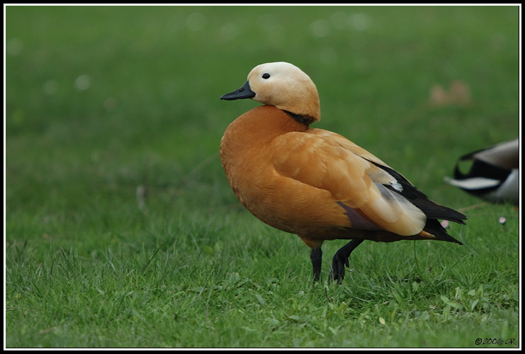 Casarca - Tadorna ferruginea