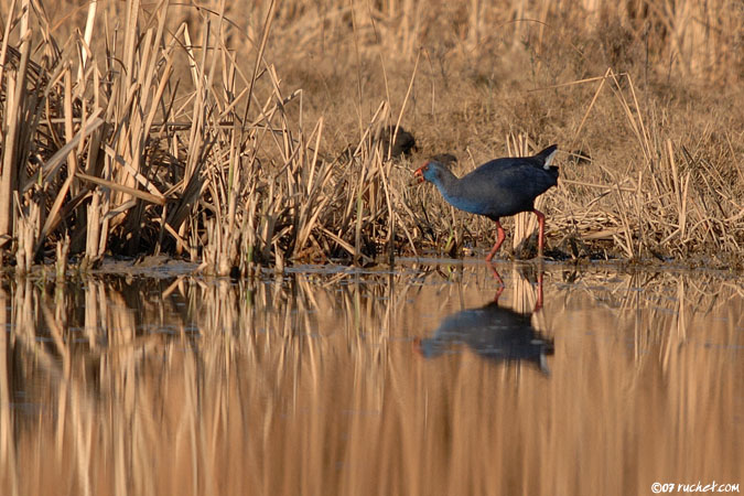 Talève sultane - Porphyrio porphyrio