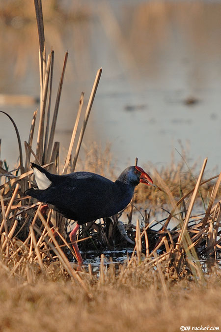 Purple Swamphen - Porphyrio porphyrio