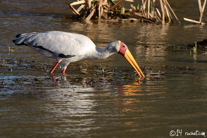 Tantale ibis - Mycteria ibis