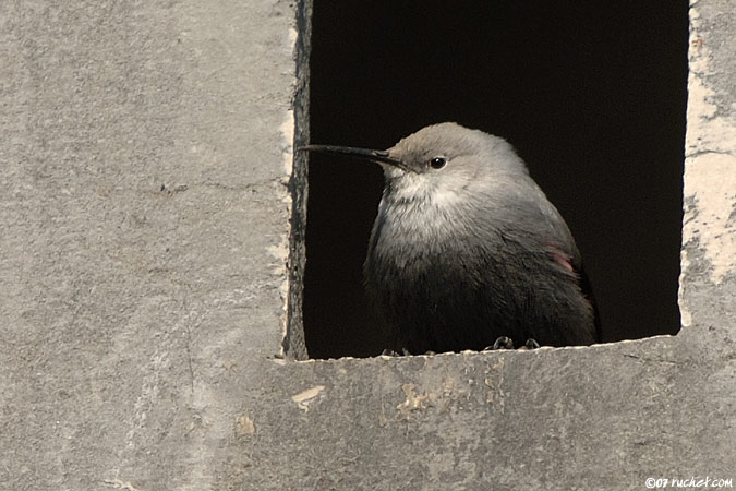Tichodrome échelette - Tichodroma muraria
