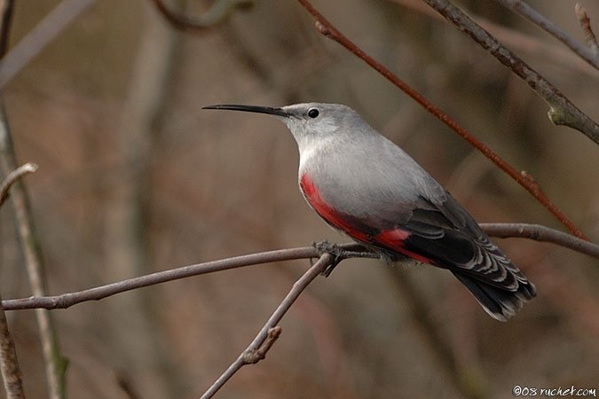 Picchio muraiolo - Tichodroma muraria