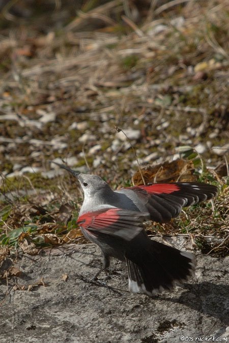 Picchio muraiolo - Tichodroma muraria