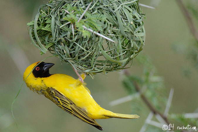 Southern Masked-Weaver - Ploceus velatus
