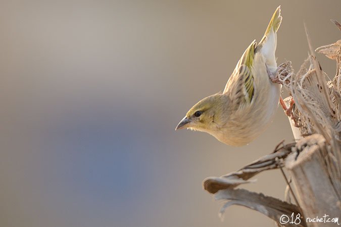 Vitelline Masked Weaver - Ploceus vitellinus