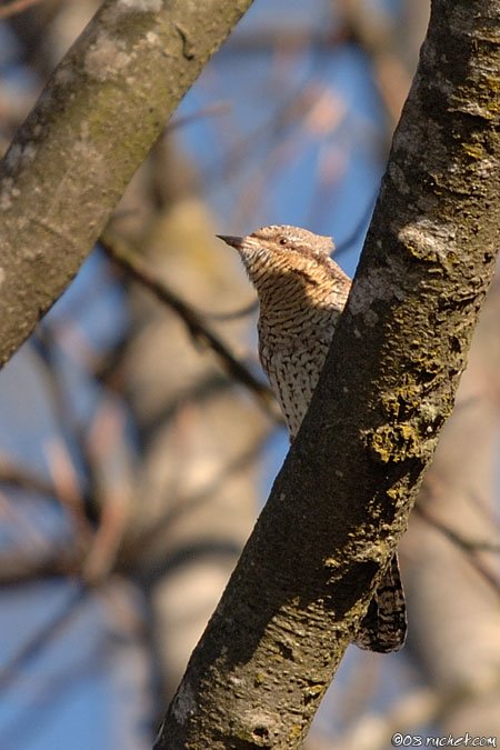 Eurasian Wryneck - Jynx torquilla