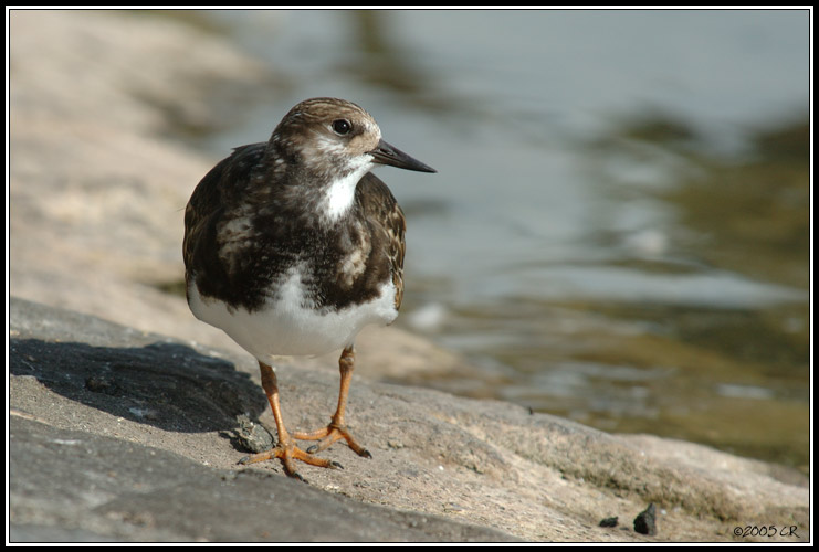 Tournepierre à collier - Arenaria interpres