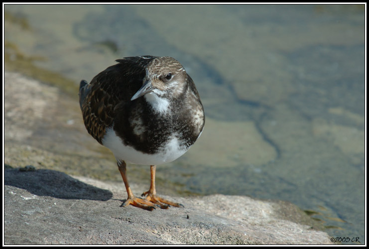 Steinwälzer - Arenaria interpres