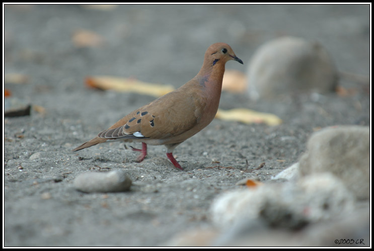 Tourterelle à queue carrée - Zenaida aurita