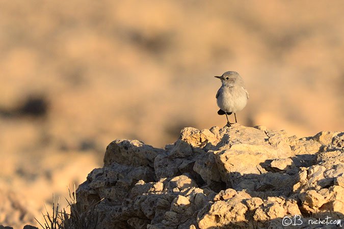 Sassicola codanera - Cercomela melanura