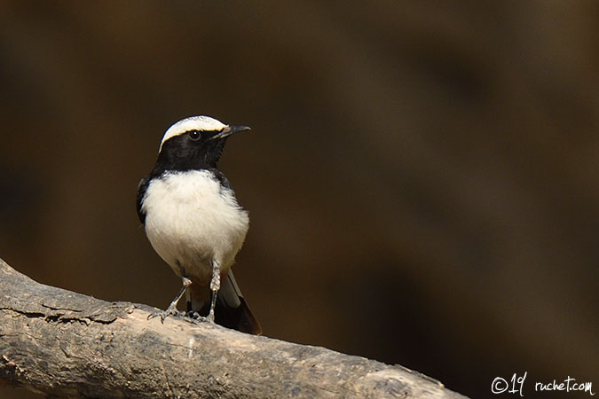 Traquet d'Arabie - Oenanthe lugentoides