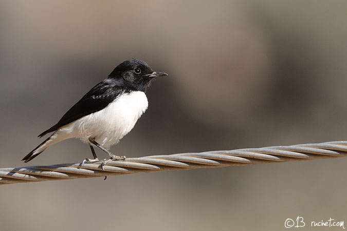 Traquet de Hume - Oenanthe albonigra