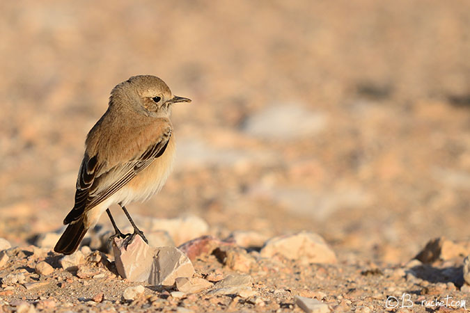 Monachella del deserto - Oenanthe deserti