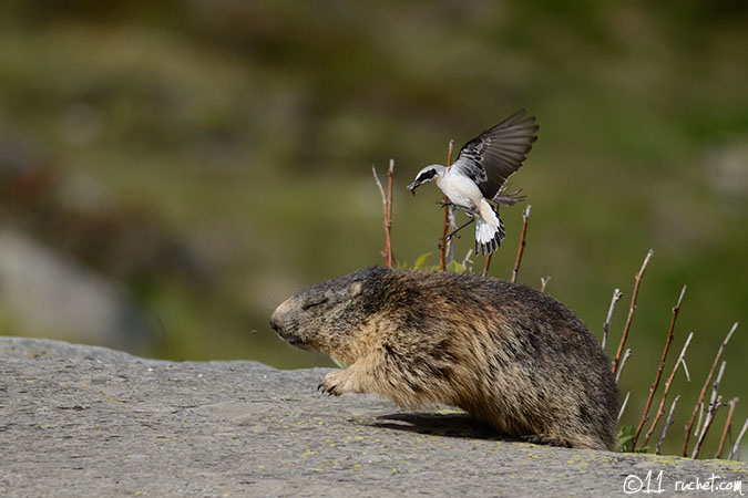 Culbianco - Oenanthe oenanthe