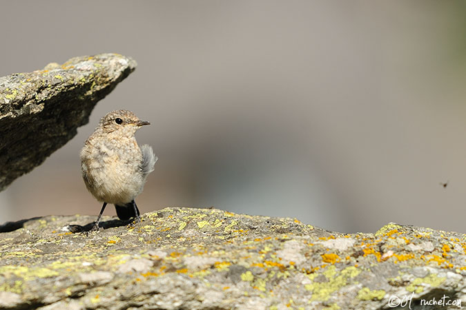Culbianco - Oenanthe oenanthe