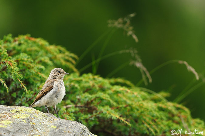 Culbianco - Oenanthe oenanthe