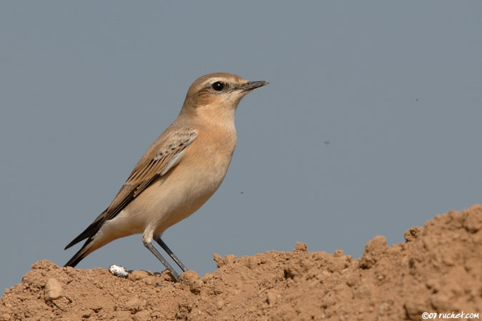 Culbianco - Oenanthe oenanthe