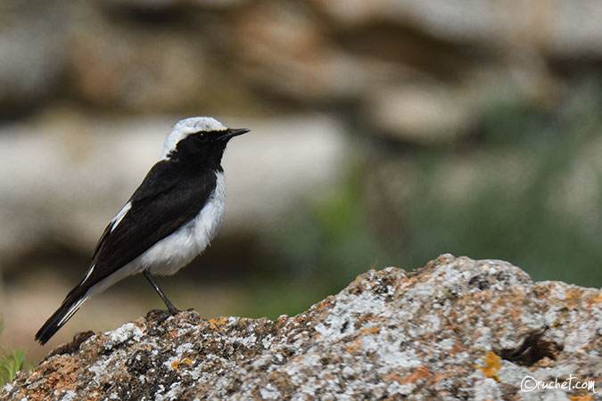 Pied Wheatear - Oenanthe pleschanka