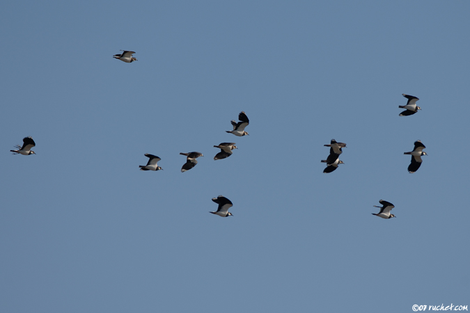 Vanneau huppé - Vanellus vanellus