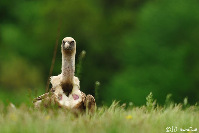 Gänsegeier - Gyps fulvus