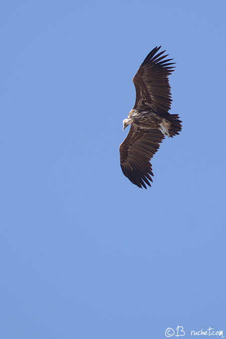 Lappet-faced Vulture - Torgos tracheliotus