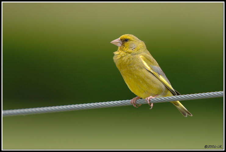 Grünling - Carduelis chloris