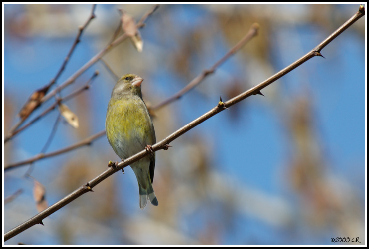 Grünling - Carduelis chloris