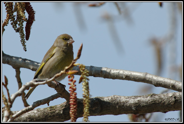 Grünling - Carduelis chloris