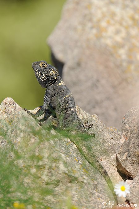 Starred agama - Stellagama stellio
