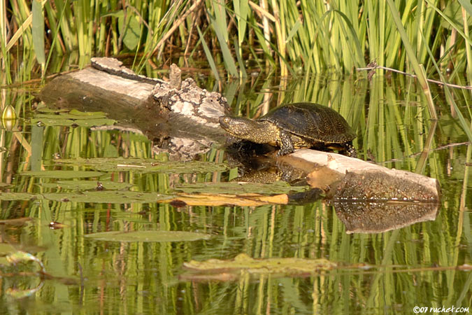 Cistude d'Europe - Emys orbicularis