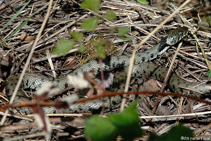 Biscia dal collare - Natrix natrix