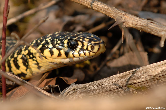 Couleuvre verte et jaune - Coluber viridiflavus