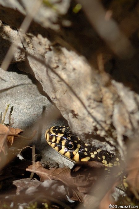 Gelbgrüne Zornnatter - Coluber viridiflavus