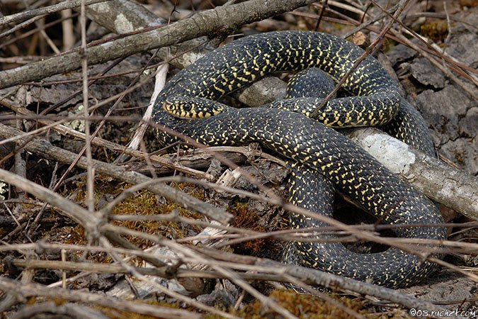 Gelbgrüne Zornnatter - Coluber viridiflavus