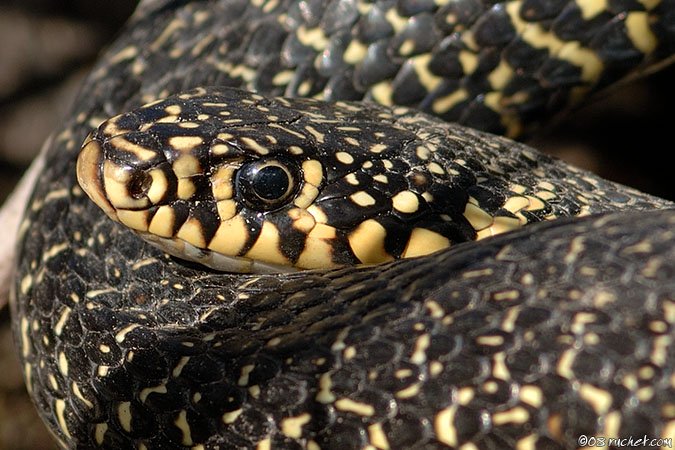 Gelbgrüne Zornnatter - Coluber viridiflavus