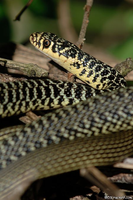 Gelbgrüne Zornnatter - Coluber viridiflavus