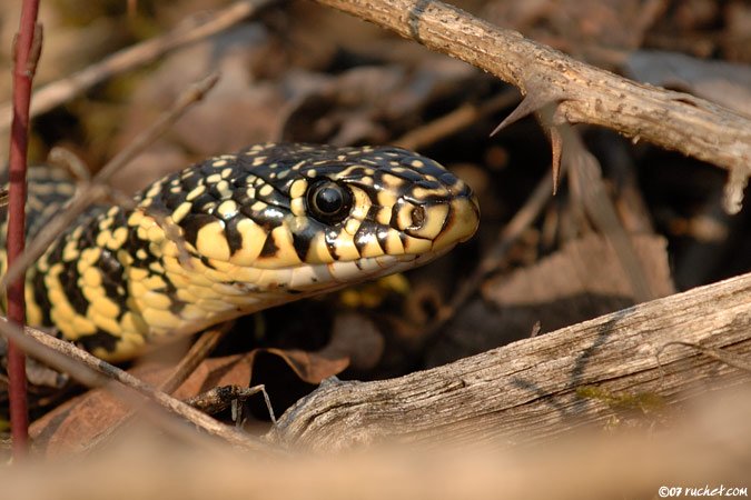 Gelbgrüne Zornnatter - Coluber viridiflavus