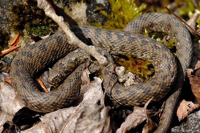 Viperine snake - Natrix maura