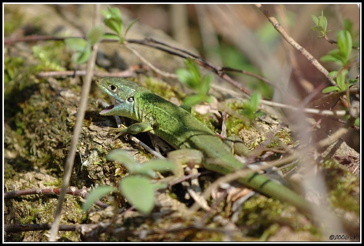 Smaragdeidechse - Lacerta bilineata
