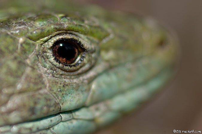 Smaragdeidechse - Lacerta bilineata