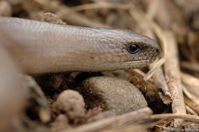 Orvet - Anguis fragilis