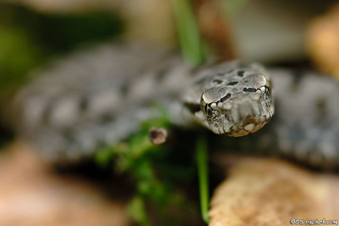 Vipère aspic - Vipera aspis