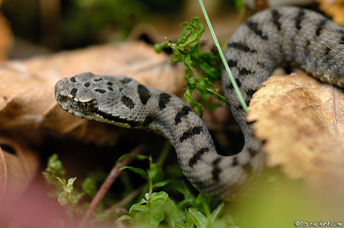 Vipère aspic - Vipera aspis