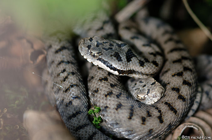 Vipère aspic - Vipera aspis