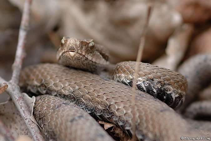 Vipère aspic - Vipera aspis