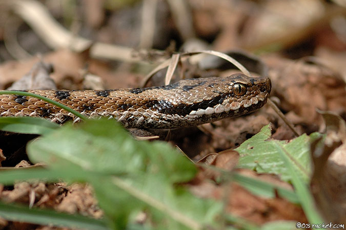 Vipère aspic - Vipera aspis