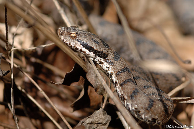 Aspisviper - Vipera aspis