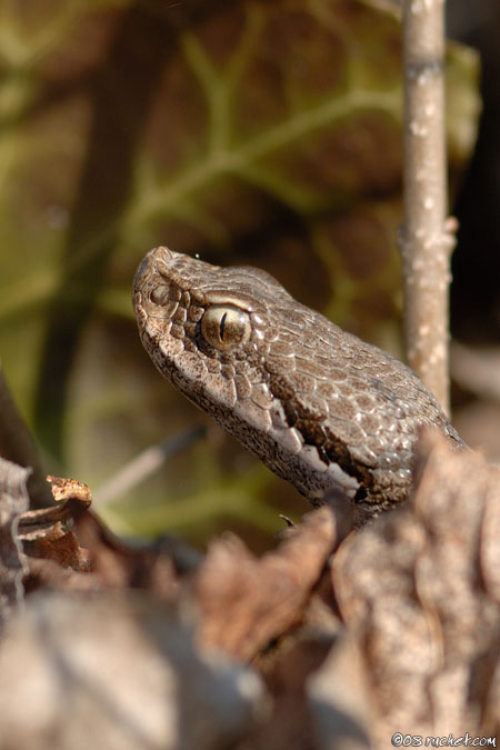 Aspisviper - Vipera aspis