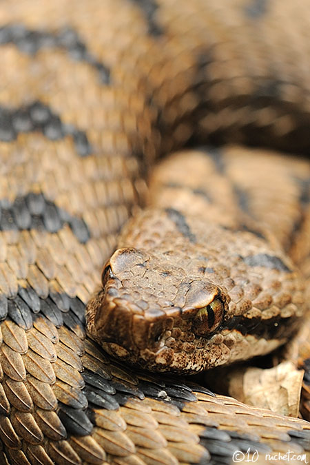 Aspisviper - Vipera aspis